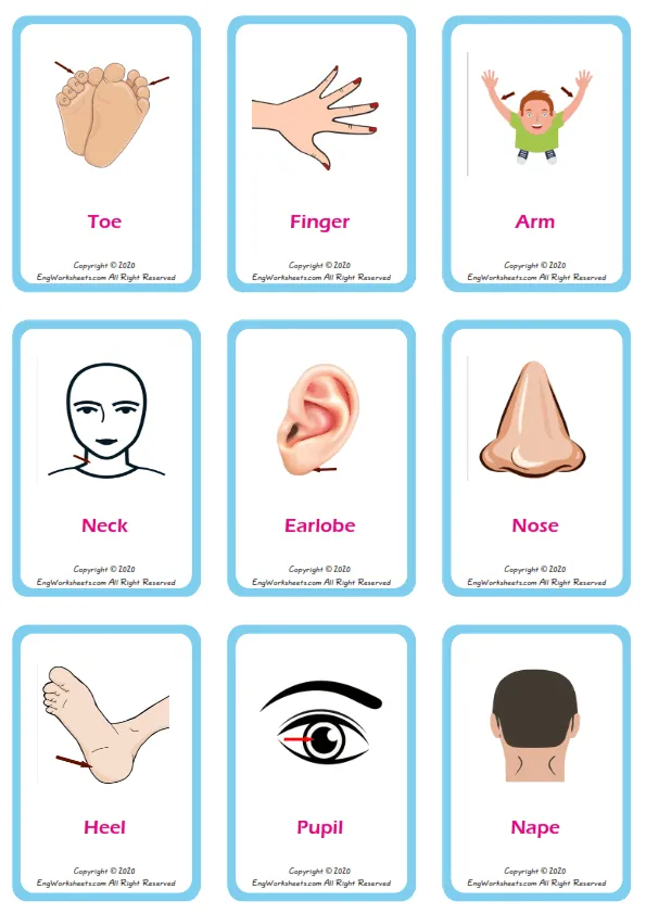 Body Parts vocabulary worksheet with words, nine images per page Worksheet Preview