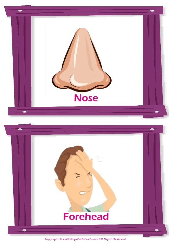 Body Parts vocabulary worksheet with words, two images per page Worksheet Preview