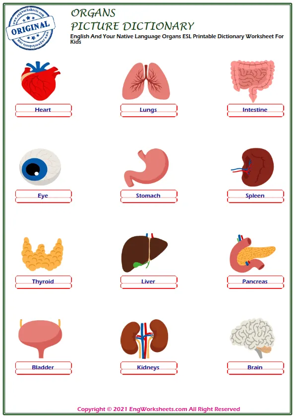 English And Your Native Language Organs ESL Printable Dictionary Worksheet For Kids Worksheet Preview
