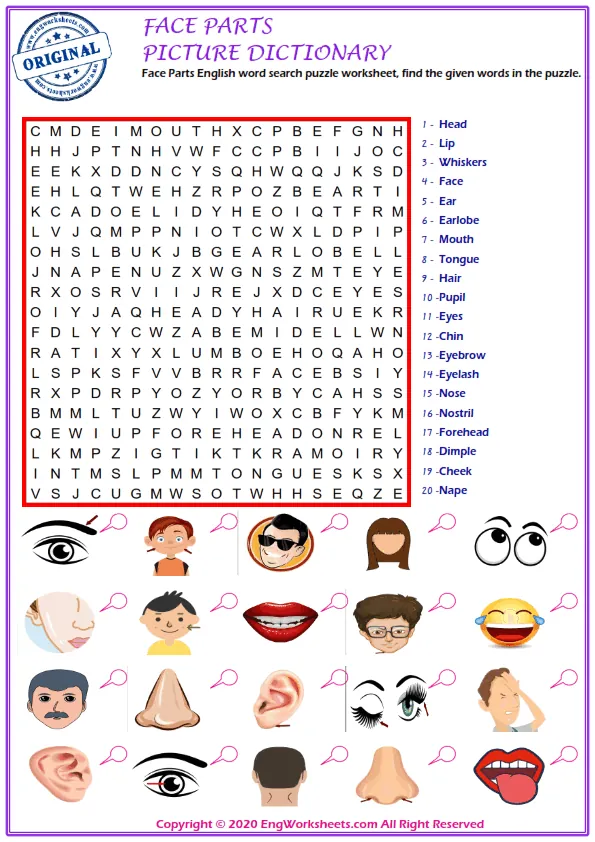 Face Parts English word search puzzle worksheet, find the given words in the puzzle. Worksheet Preview