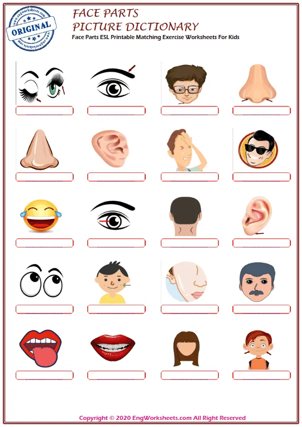 Face Parts ESL Printable Matching Exercise Worksheets For Kids Worksheet Preview