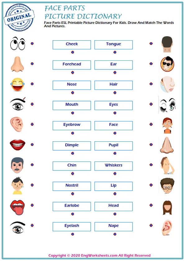 Face Parts ESL Printable Picture Dictionary For Kids. Draw And Match The Words And Pictures. Worksheet Preview