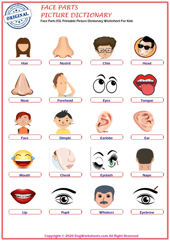 Face Parts ESL Printable Picture Dictionary Worksheet For Kids Worksheet Preview