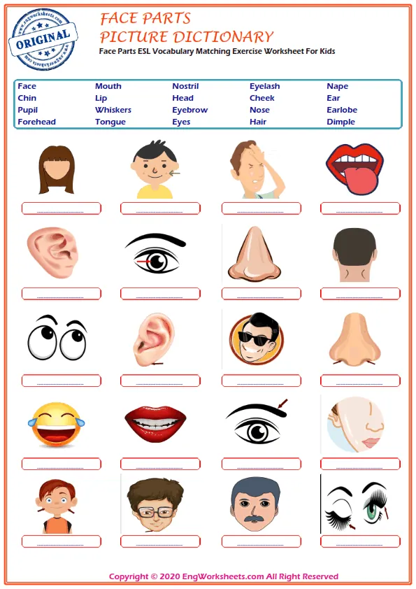Face Parts ESL Vocabulary Matching Exercise Worksheet For Kids Worksheet Preview