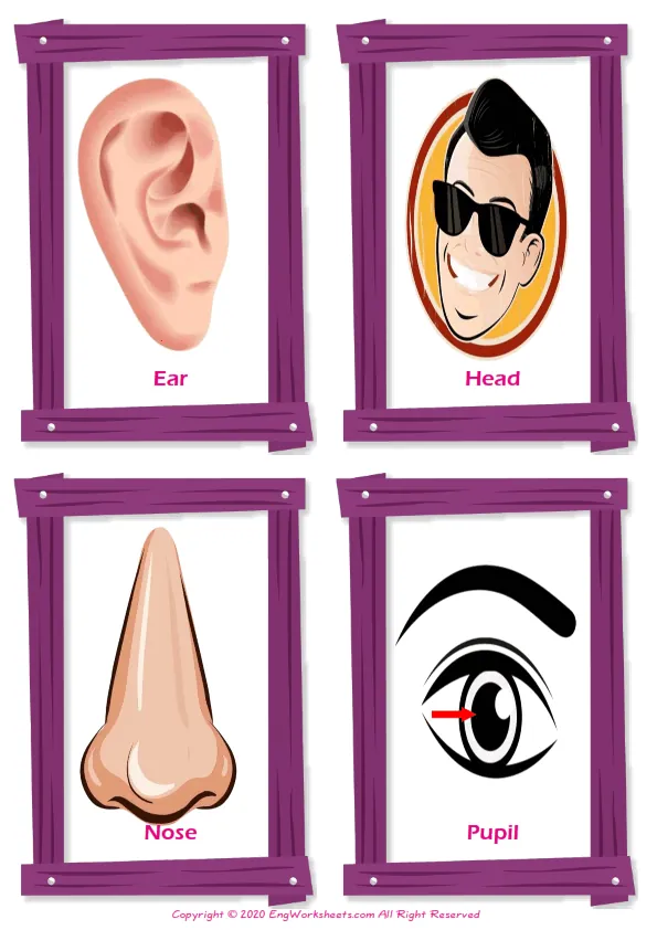 Face Parts vocabulary worksheet with words, four images per page Worksheet Preview