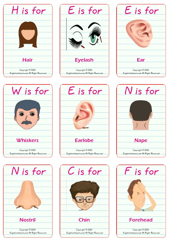 Face Parts vocabulary worksheet with words, nine images per page Worksheet Preview