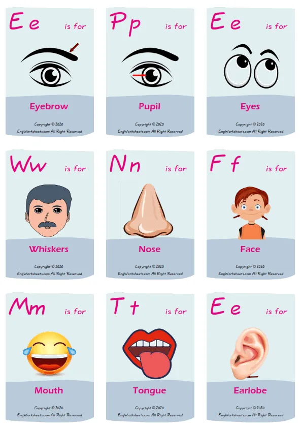 Face Parts vocabulary worksheet with words, nine images per page Worksheet Preview