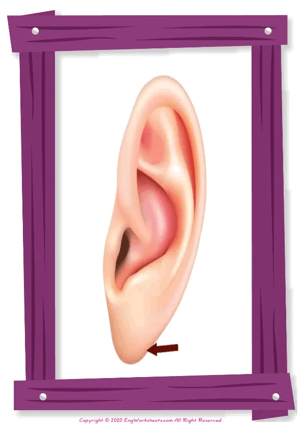 Full-page wordless Body Parts English vocabulary worksheet Worksheet Preview