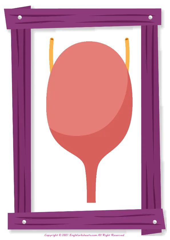 Organs English word search puzzle worksheet, type the words given in the puzzle. Worksheet Preview