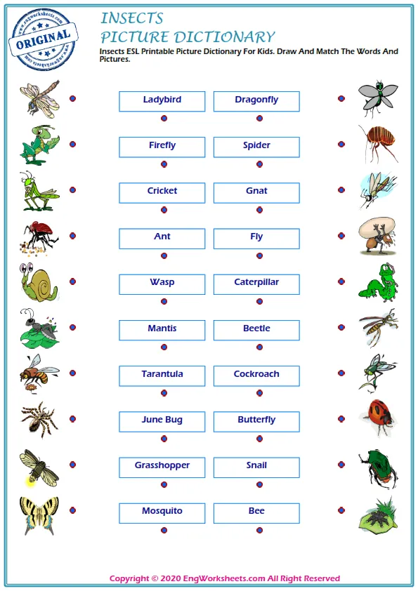 Insects ESL Printable Picture Dictionary For Kids. Draw And Match The Words And Pictures. Worksheet Preview