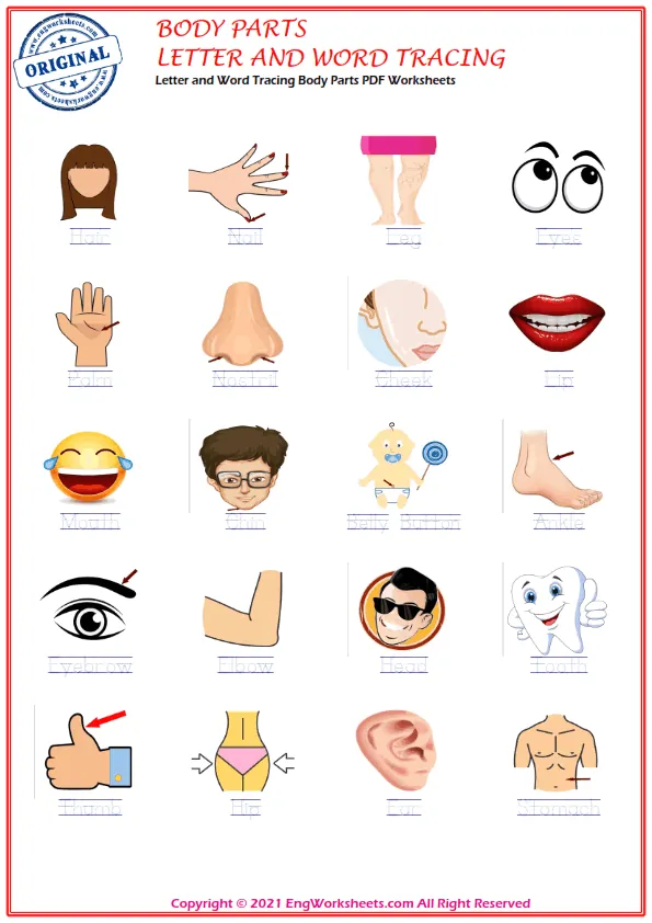 Letter and Word Tracing Body Parts PDF Worksheets Worksheet Preview