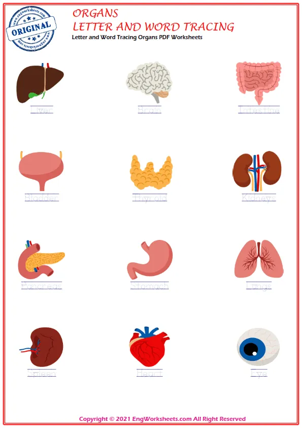 Wordless Organs vocabulary worksheet with nine images per page Worksheet Preview