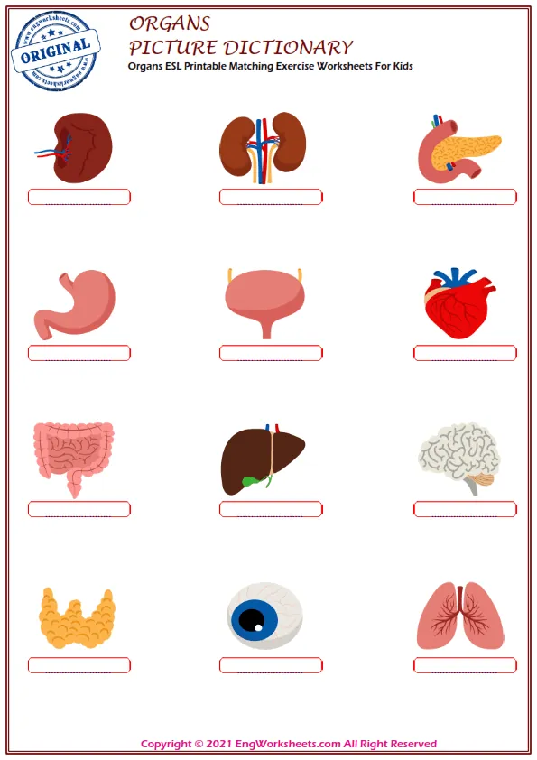 Organs ESL Printable Matching Exercise Worksheets For Kids Worksheet Preview