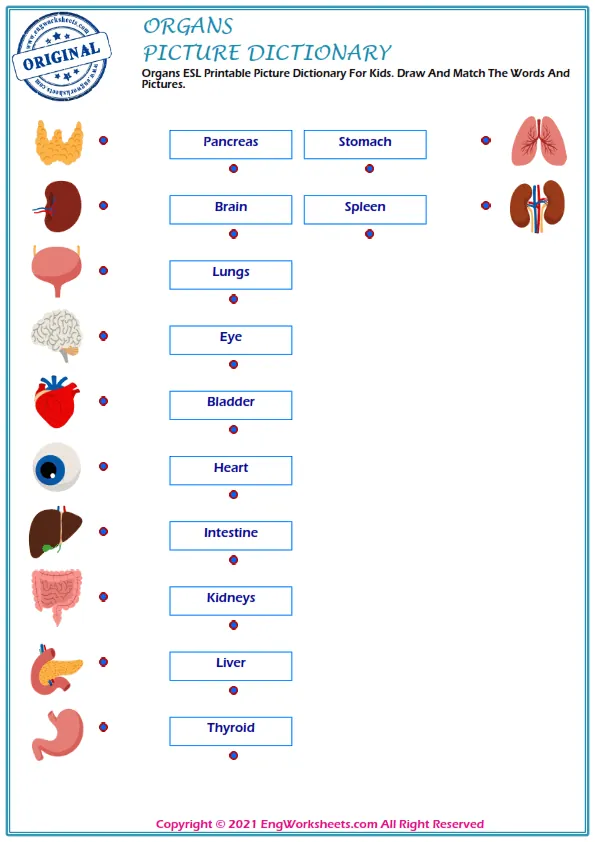 Organs ESL Printable Picture Dictionary For Kids. Draw And Match The Words And Pictures. Worksheet Preview