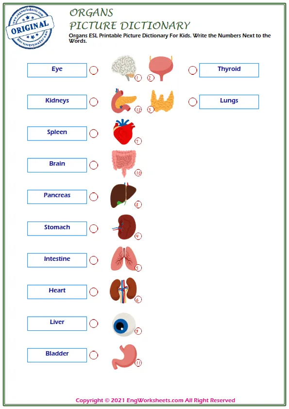Organs ESL Printable Picture Dictionary For Kids. Write the Numbers Next to the Words. Worksheet Preview