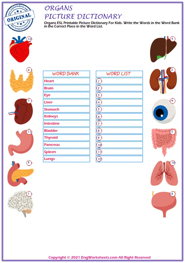 Organs ESL Printable Picture Dictionary For Kids. Write the Words in the Word Bank in the Correct Place in the Word List. Worksheet Preview