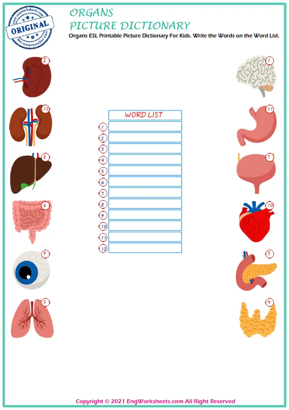 Organs ESL Printable Picture Dictionary For Kids. Write the Words on the Word List. Worksheet Preview