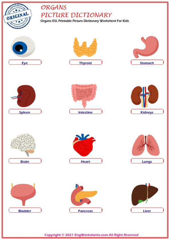 Organs ESL Printable Picture Dictionary Worksheet For Kids Worksheet Preview
