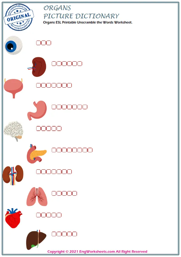 Organs ESL Printable Unscramble the Words Worksheet. Worksheet Preview