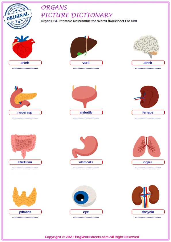 Organs ESL Printable Unscramble the Words Worksheet For Kids Worksheet Preview