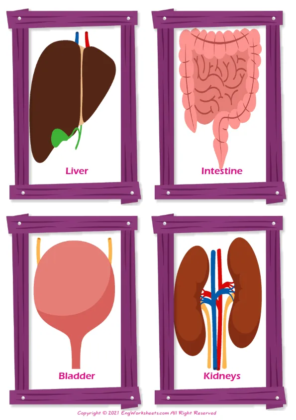 Organs vocabulary worksheet with words, two images per page Worksheet Preview
