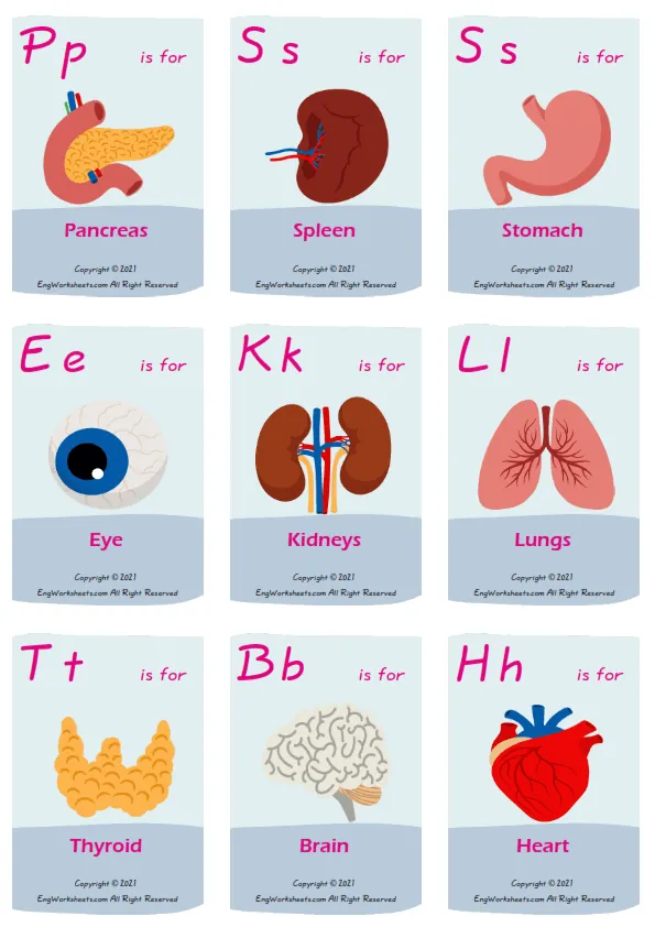 Wordless Organs vocabulary worksheet with six images per page Worksheet Preview