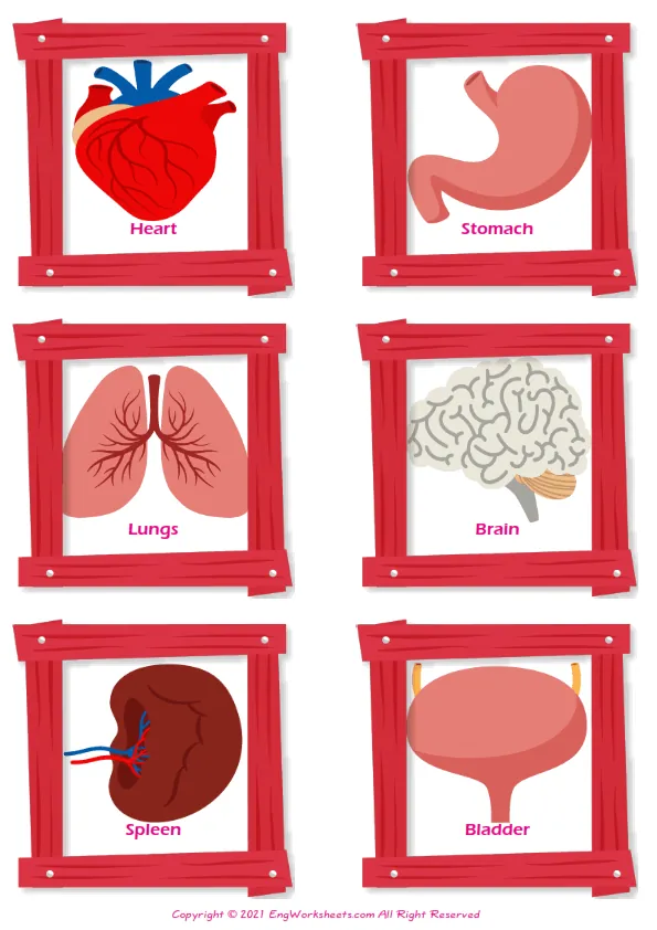 Organs vocabulary worksheet with words, four images per page Worksheet Preview