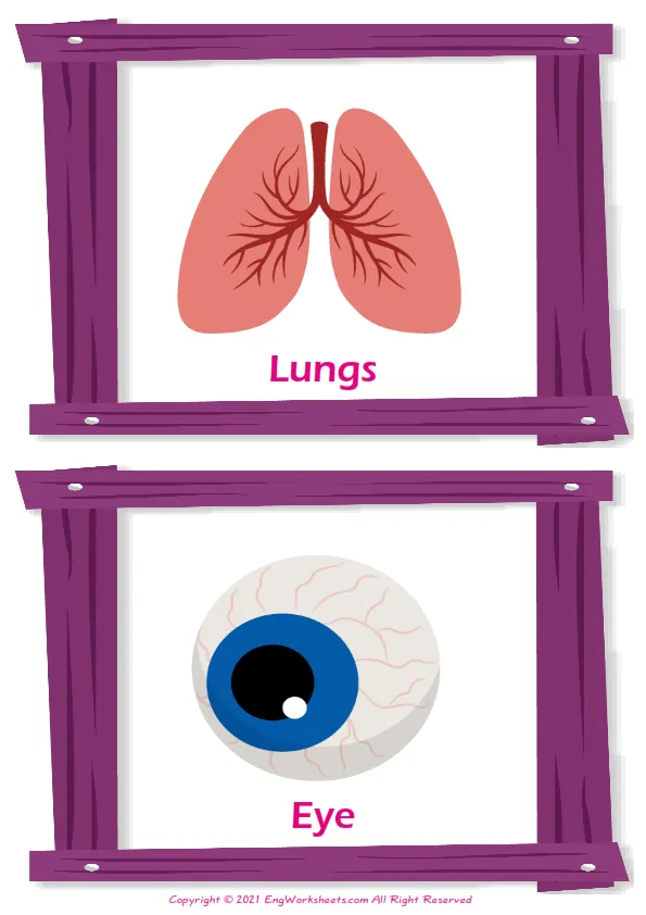 Organs English vocabulary worksheet with full-page words Worksheet Preview