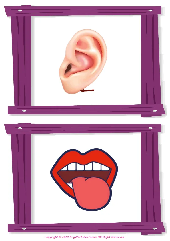 Wordless Body Parts vocabulary worksheet with two images per page Worksheet Preview