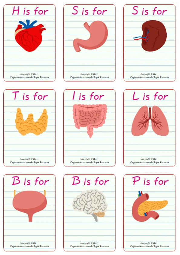 Wordless Organs vocabulary worksheet with nine images per page Worksheet Preview