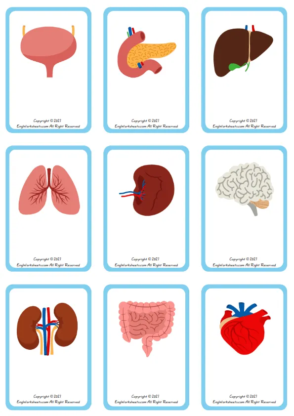 Organs vocabulary worksheet with words, nine images per page Worksheet Preview