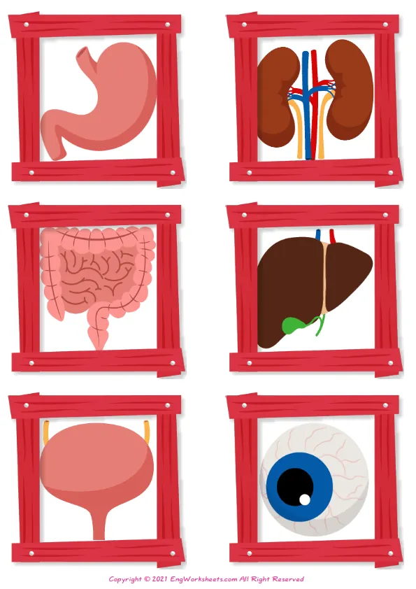 Wordless Organs vocabulary worksheet with four images per page Worksheet Preview