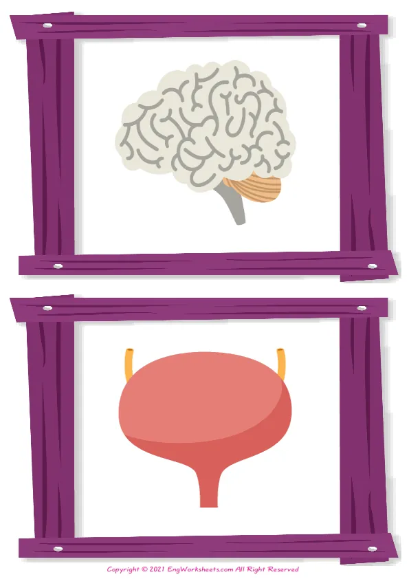 Full-page wordless Organs English vocabulary worksheet Worksheet Preview