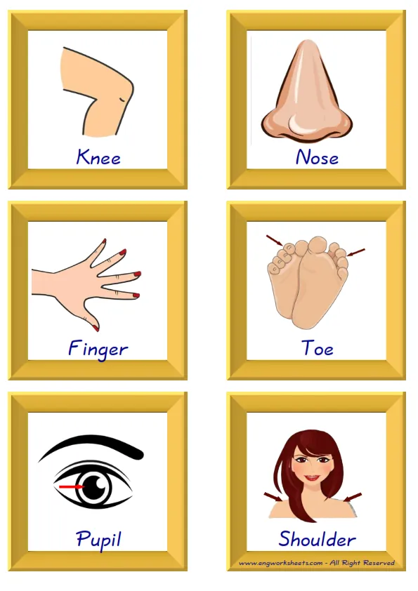 ESL Flashcard together with words containing Body Parts picture for kids and teachers.