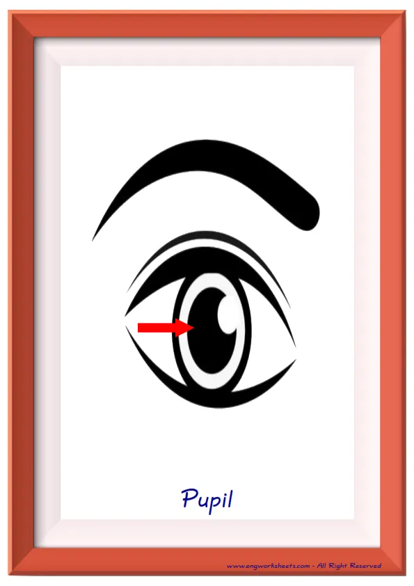 Full page ESL Flashcard together with words containing Face Parts picture for kids and teachers.