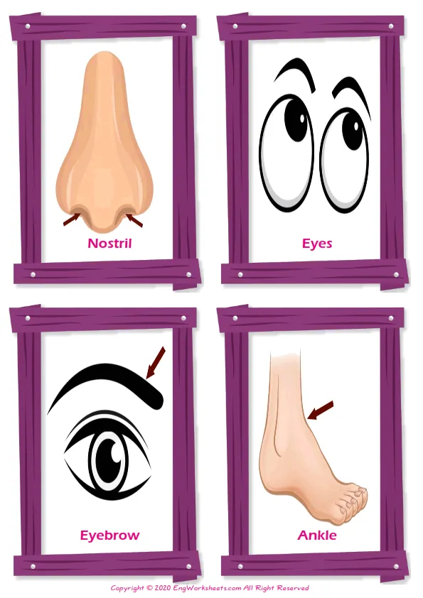 Body Parts vocabulary worksheet with words, four images per page