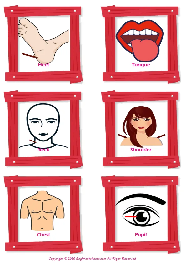 Body Parts vocabulary worksheet with words, six images per page