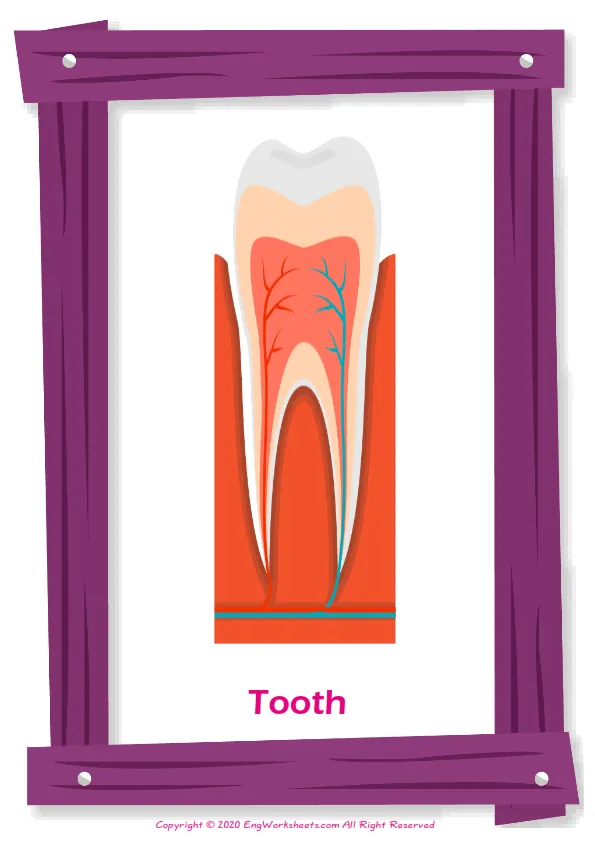 Dental Care ESL Printable Picture Dictionary For Kids. Write the Numbers in the Word List Next to the Pictures.