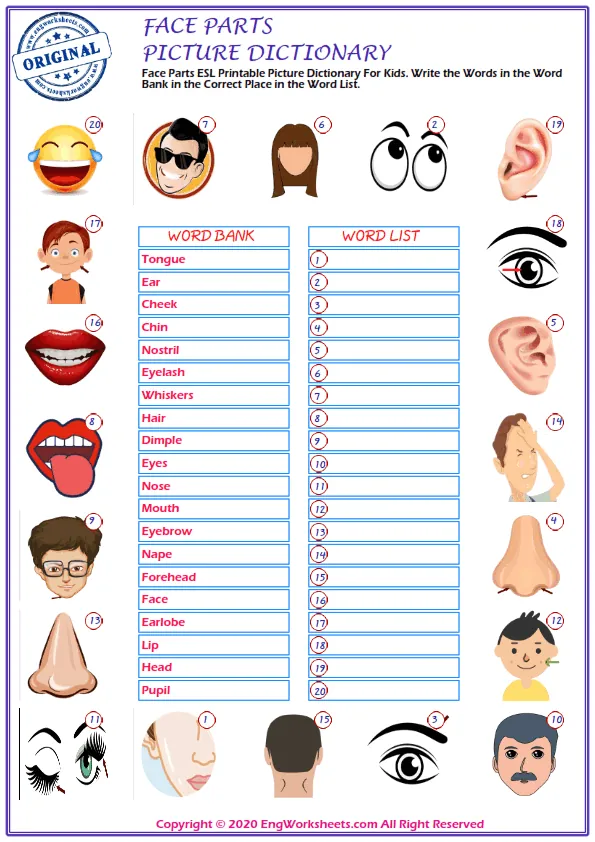 Face Parts ESL Printable Picture Dictionary For Kids. Write the Words in the Word Bank in the Correct Place in the Word List.