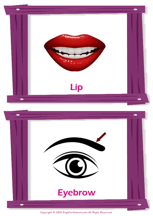 Face Parts vocabulary worksheet with words, two images per page