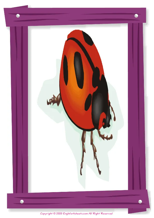Full-page wordless Insects English vocabulary worksheet