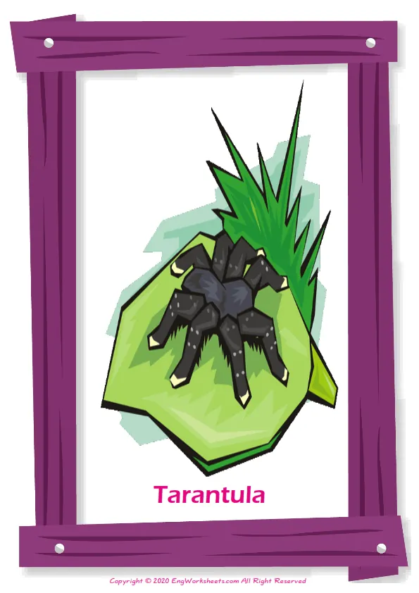 Insects English vocabulary worksheet with full-page words