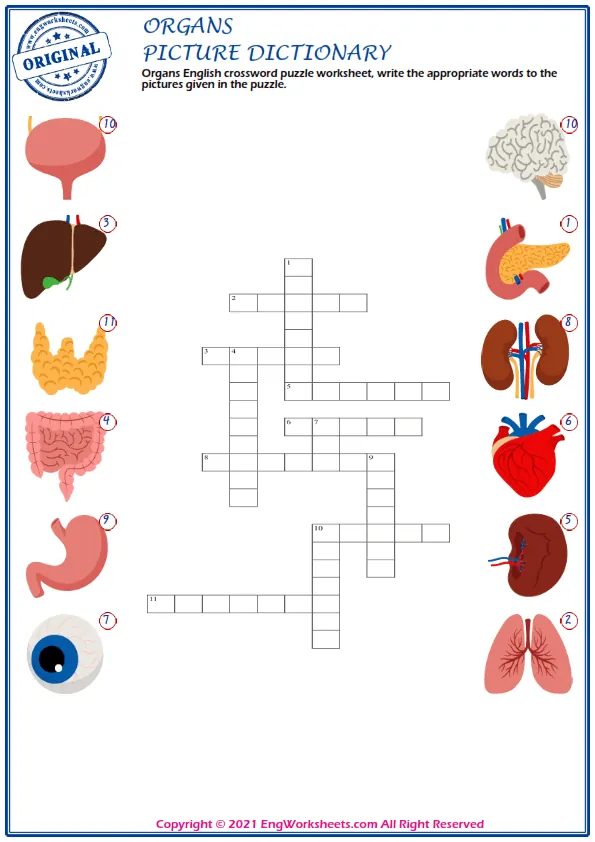 Organs English word search puzzle worksheet, find the given words in the puzzle.