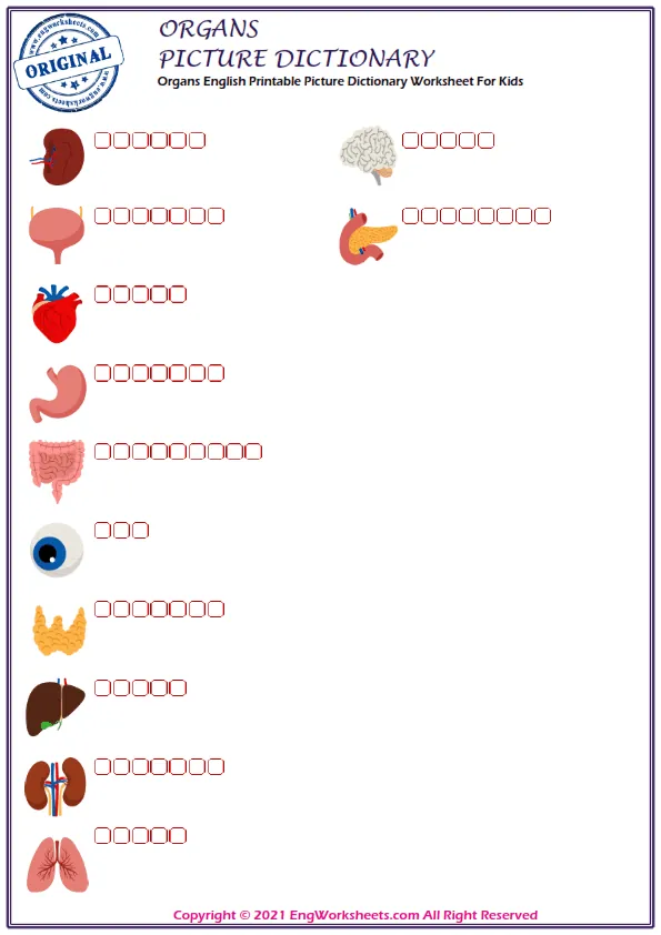 Organs English Printable Picture Dictionary Worksheet For Kids