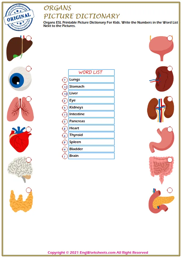 Organs ESL Printable Picture Dictionary For Kids. Write the Numbers in the Word List Next to the Pictures.