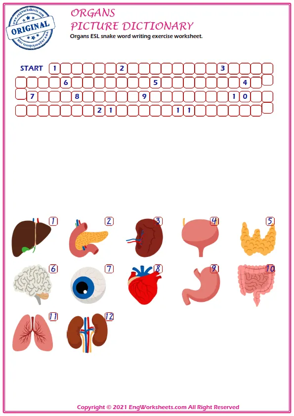 Organs ESL snake word writing exercise worksheet.