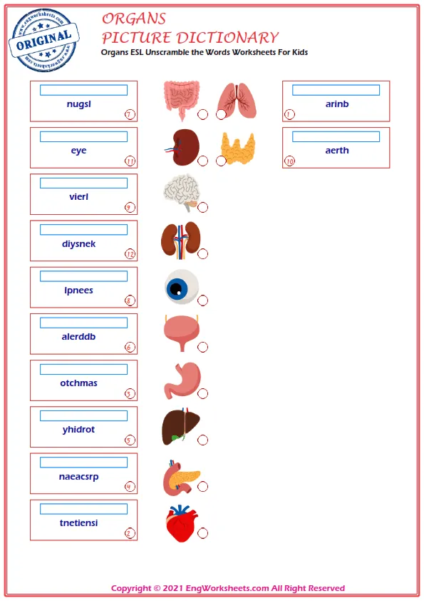 Organs ESL Unscramble the Words Worksheets For Kids