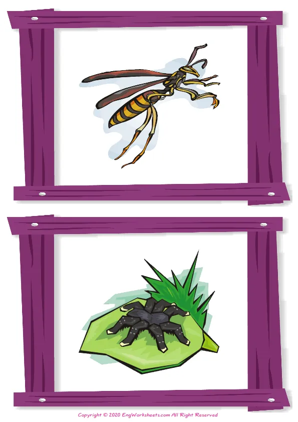 Wordless Insects vocabulary worksheet with two images per page