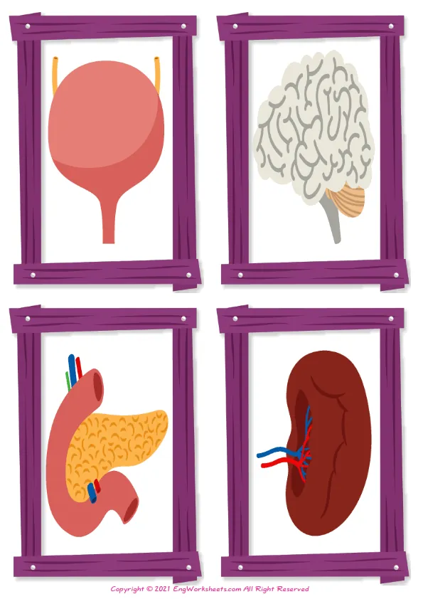 Wordless Organs vocabulary worksheet with two images per page