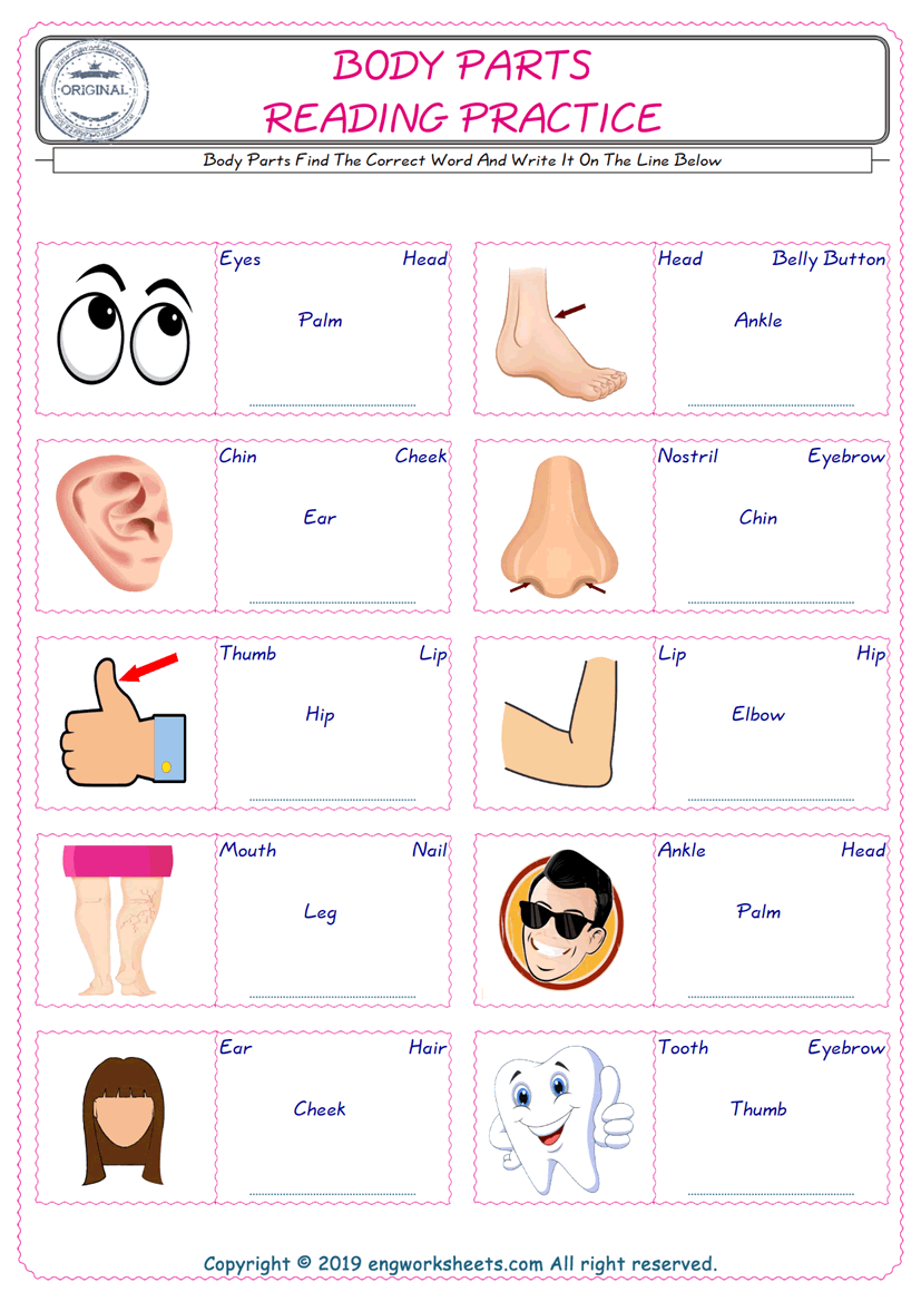 Body Parts English Worksheet For Kids Esl Printable Picture Dictionary Image Preview